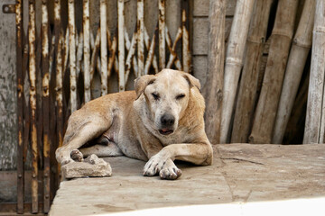 Portrait of a feral dog in Ahmedabad, India	