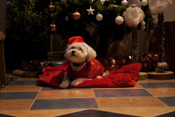 dog in christmas