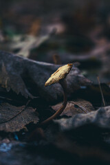 mushroom