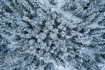Aerial drone shot of snow covered spruce trees.