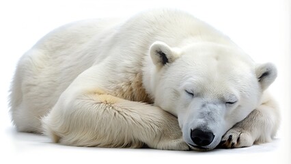 Sleeping Polar Bear Isolated on White Background