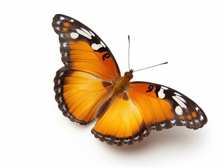 Fototapeta na wymiar A bright monarch butterfly with open wings isolated on a white background.