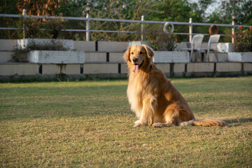 Golden retriever sits in the park on the grass in autumn.