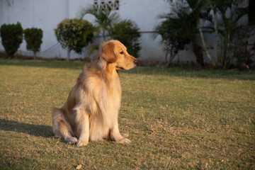 Golden retriever sits in the park on the grass in autumn.