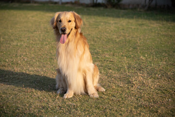 Golden retriever sits in the park on the grass in autumn.