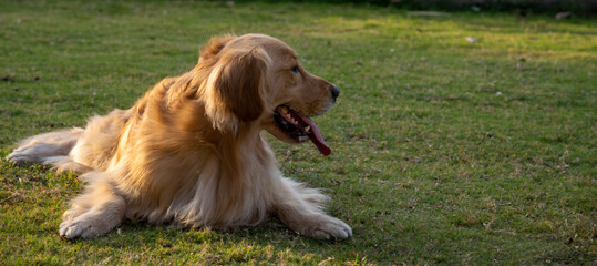 purebred golden retriever laid down on grass or in park