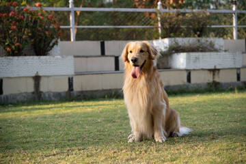 Golden retriever sits in the park on the grass in autumn.
