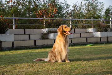 Golden retriever sits in the park on the grass in autumn.
