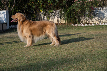Beautiful Golden Retriever in a park, standing on the lawn 