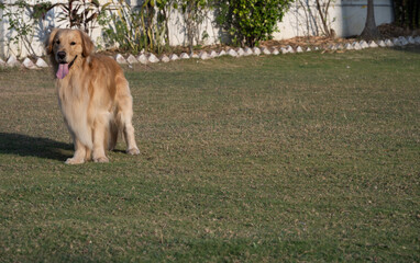 Beautiful Golden Retriever in a park, standing on the lawn 