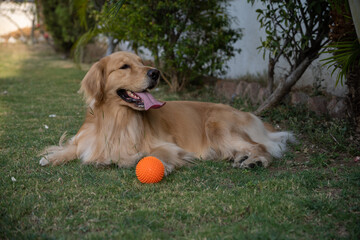 cute Golden Retriever with a ball.