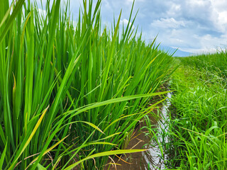 Fototapeta premium Rice field clear sky in the morning 