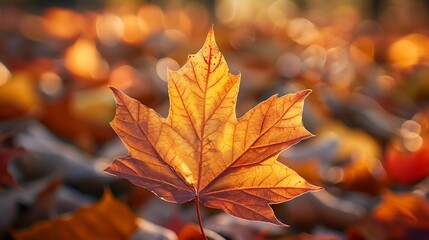 Naklejka na ściany i meble autumn orange leaf on blurred background