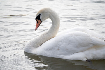 White Swan on a lake. Elegant bird with long, graceful neck and orange beak. Wildlife nature water scene featuring beautiful, majestic swans birds.