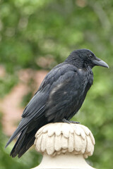Portrait of a crow in Dresden, Germany