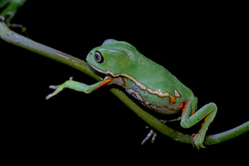 Phyllomedusa bicolor (waxy monkey) on branch, Phyllomedusa bicolor 