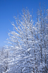 雪を被った樹木の並ぶ風景 鳥取県 氷ノ山