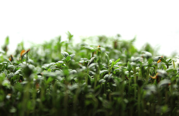 Microgreens watercress. Cress seedlings on white background. Growing microgreen sprouts. Blurred defocus photo with copyspace at the top