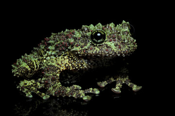 Theloderma corticale (Vietnamese mossy frog) closeup on isolated background, Mossy tree frog closeup