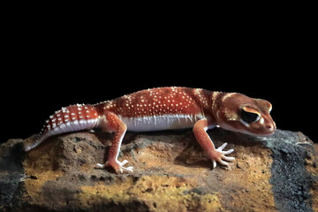 Smooth Knob-tailed Gecko (Nephrurus levis pilbarensis) closeup