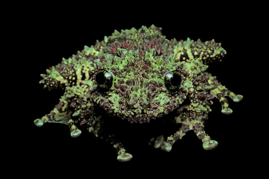 Theloderma corticale (Vietnamese mossy frog) closeup on isolated background, Mossy tree frog closeup