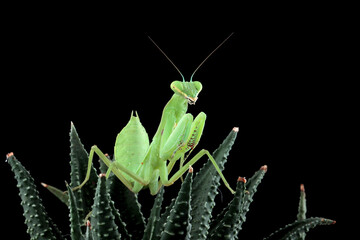 Green praying mantis on leaves with black background, beautiful praying mantis