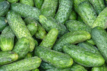 Full frame shot of cucumbers