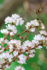 Blossom white flowers of almond tree in springtime. Istanbul, Turkey. Spring and summer background.