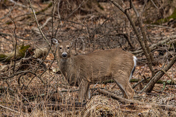 Adorable deer in the forest on dry land.