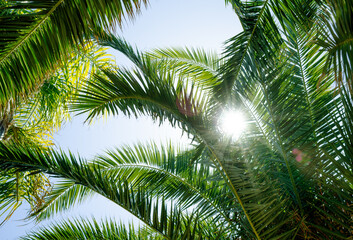 Coconut palm tree on sky background, low angle view, tropical palm leaves background - 756297207