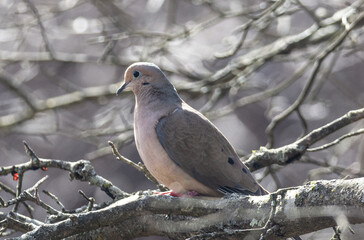 Dove perched on a tree branch.