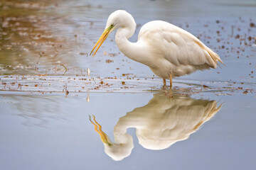 Great egret with a small fish. Ardea alba or Casmerodius albus or common egret, large egret, or great white egret or great white heron with a prey. Isola della Cona, Friuli Venezia Giulia, Italy.