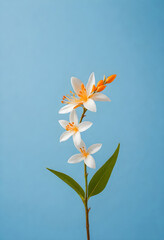 white lily againts blue background