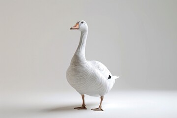 a white duck standing on a white surface - obrazy, fototapety, plakaty