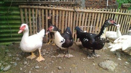 Entok or Mentok livestock (Muscovy ducks) in the farmville