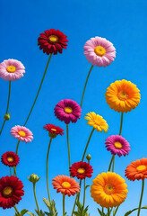 Fototapeta premium colorful daisy flowers against a blue sky