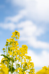 Obraz premium 菜の花と青い空