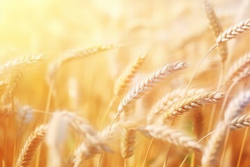 Golden Hour Sunshine Over Wheat Field