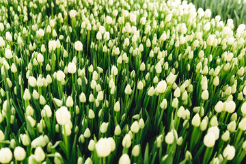 Beautiful buds of white tulips with fresh green leaves in floral field.