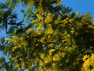 mimosa in fiore 