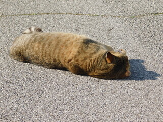 gatto randagio in strada