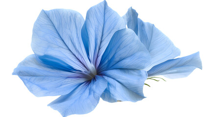 blue iris flower isolated on white background. png