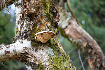 polypore mushroom on old birch tree