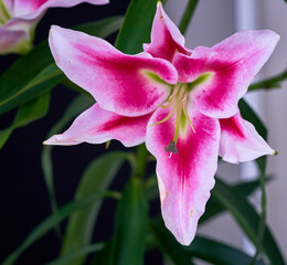 lily flower growing on a black background