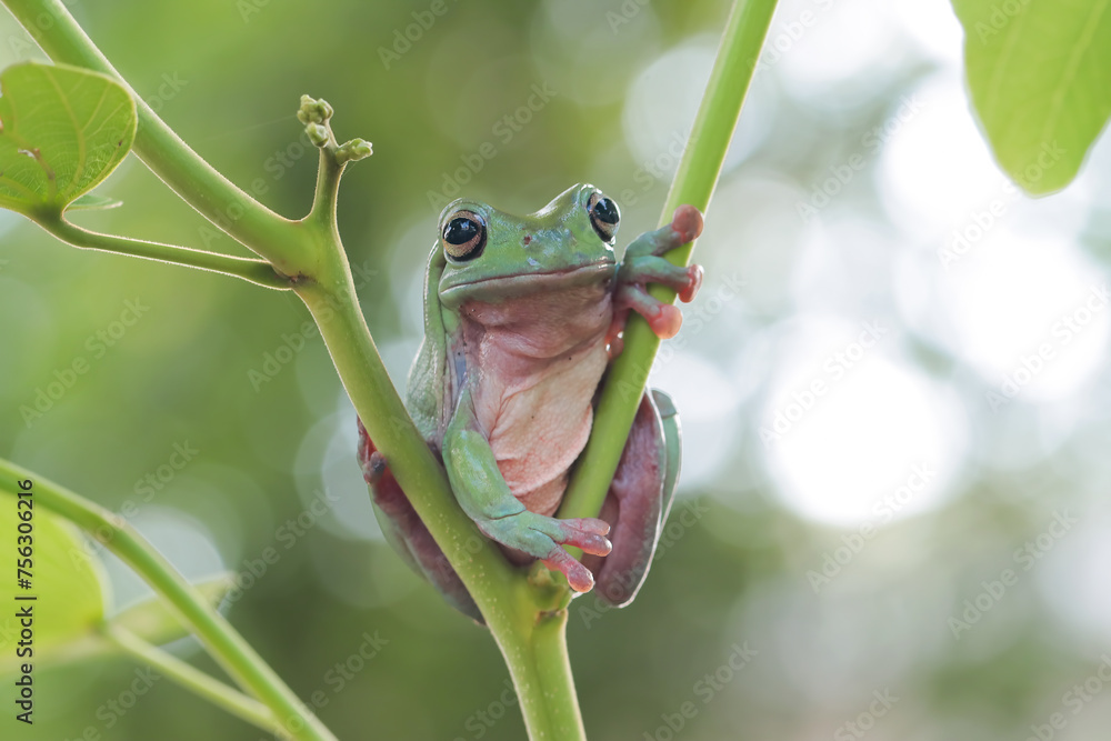 Canvas Prints dumpy frog 