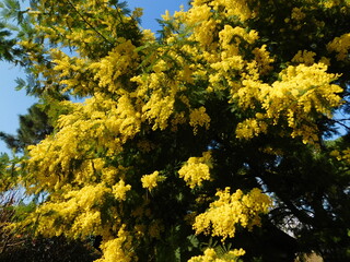 Fototapeta premium mimosa pianta e albero in aprile