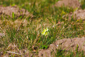 The first cowslip blooms in a meadow next to molehills