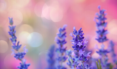 Obraz premium Lavender flowers closeup, macro shot with blurred background , Generative AI 