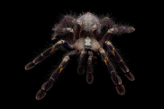 Poecilotheria metallica closeup on black background, Tarantulla closeup on isolated background, Tarantula poecilotheria metallica