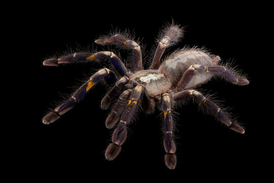 Poecilotheria metallica closeup on black background, Tarantulla closeup on isolated background, Tarantula poecilotheria metallica